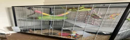 Rat rodents for sale: 3 male rats and setup - Advert 4