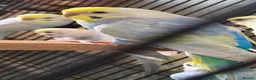 Mixed Breed birds for sale: Budgies for sale  - Advert 14