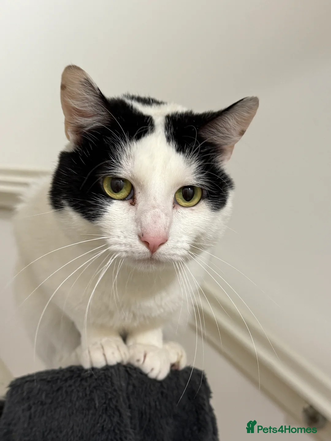 Domestic Shorthair cats for sale: Loving cat  in Leicester - Advert 3