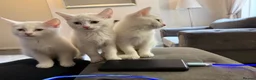 Mixed Breed cats for sale: White kittens for sale  - Advert 9