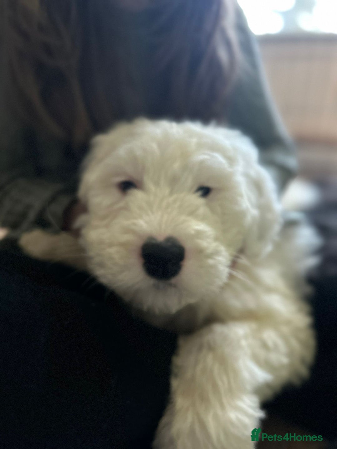 Old English Sheepdog dogs for sale: Kc Registered Old English Sheepdogs  - Advert 2