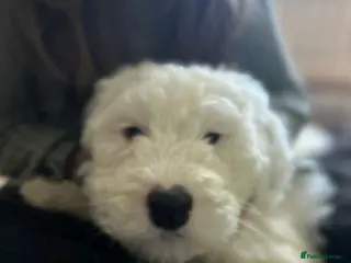 Old English Sheepdog dogs Kc Registered Old English Sheepdogs - Advert 3