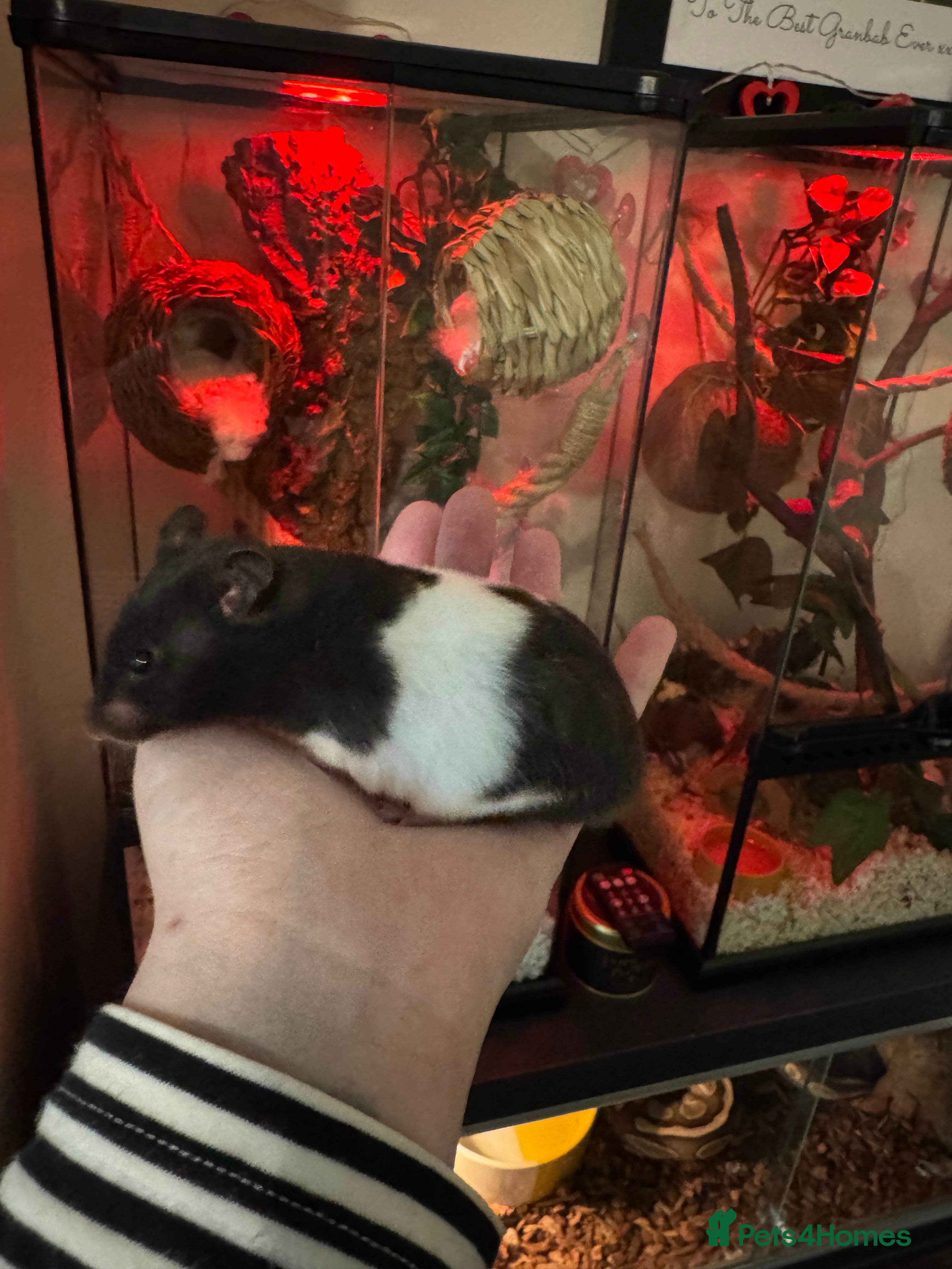 Hamster rodents Friendly male Syrian & brand new Savic plaza cage - Advert 3