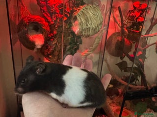 Hamster rodents Friendly male Syrian & brand new Savic plaza cage - Advert 1