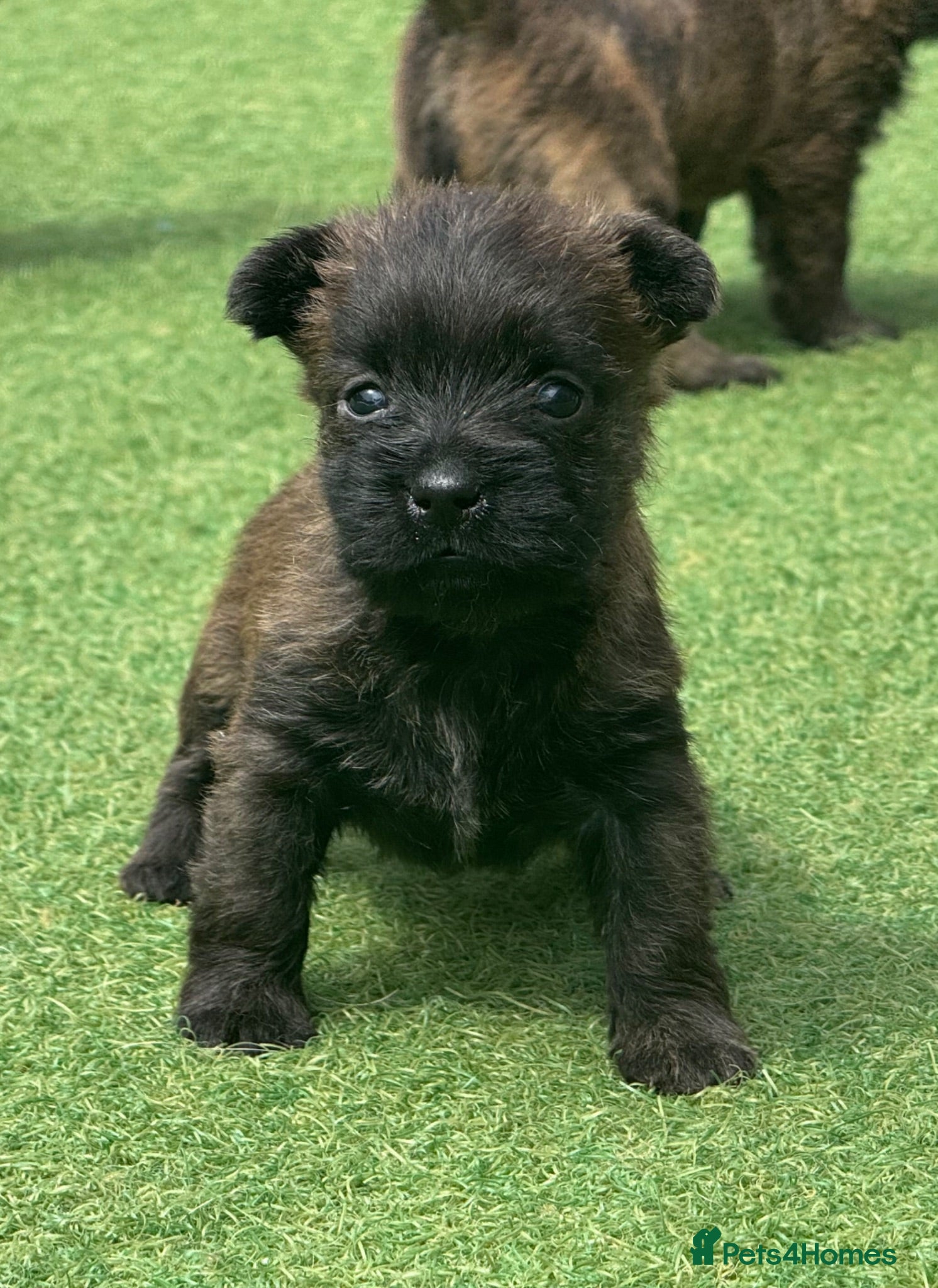 Cairn Terrier dogs KC reg pups off health tested parent avail 11/08 - Advert 2