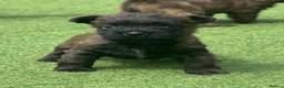 Cairn Terrier dogs for sale: KC reg pups off health tested parent avail 11/08 - Advert 2