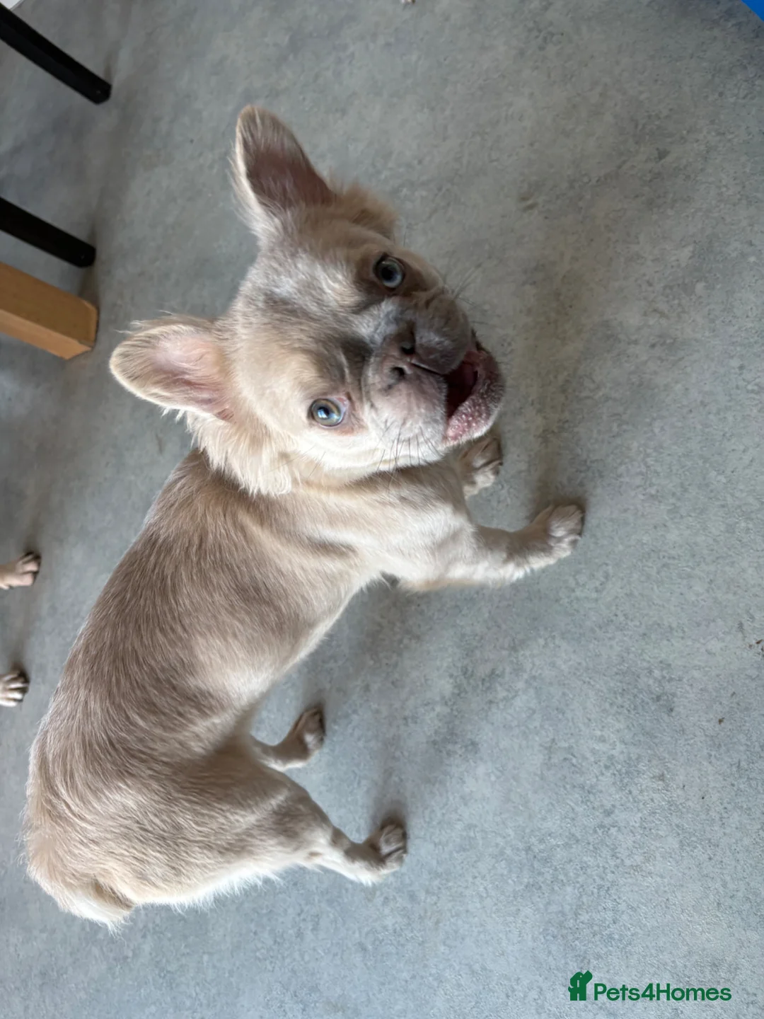 French Bulldog dogs for sale: Fluffy frenchie  in Gainsborough - Advert 2