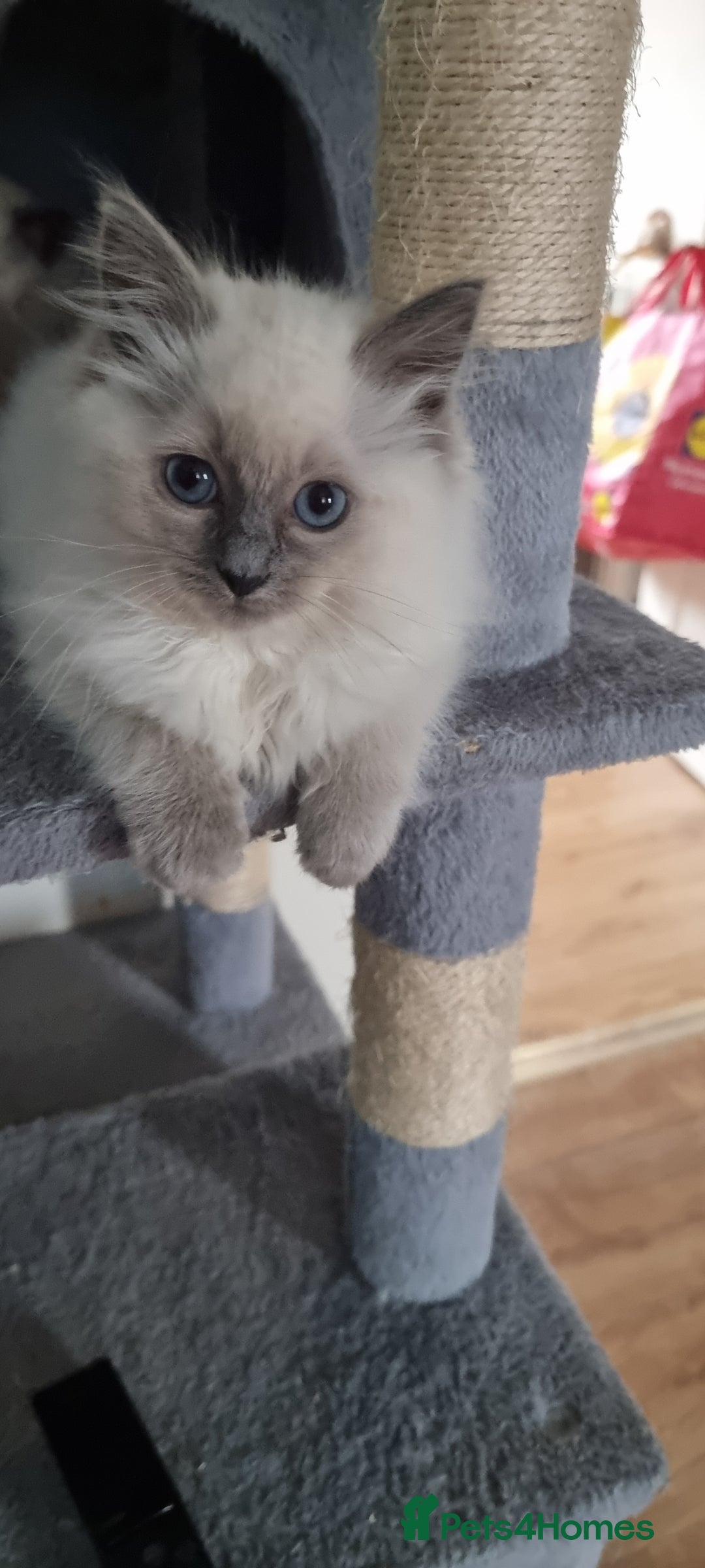 Ragdoll cats for sale: Last Girl Blue point - Ready Now   - Image 4