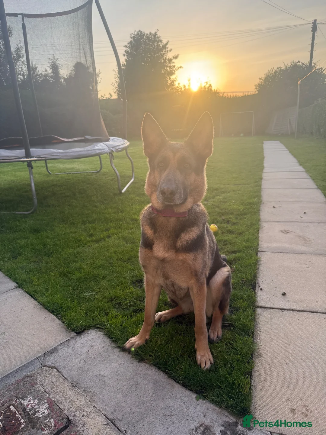 German Shepherd dogs for sale: 4 year old German shepherd  in Glasgow - Advert 2