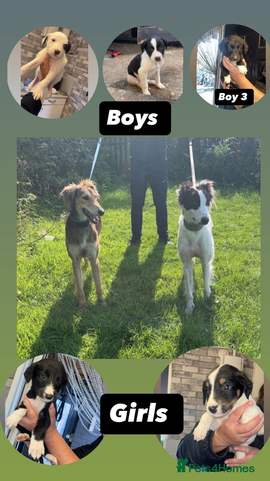 Saluki dogs for sale: Sulki / collie  - Advert 1