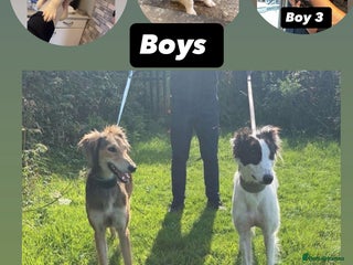 Saluki dogs for sale: Sulki / collie - Advert 1