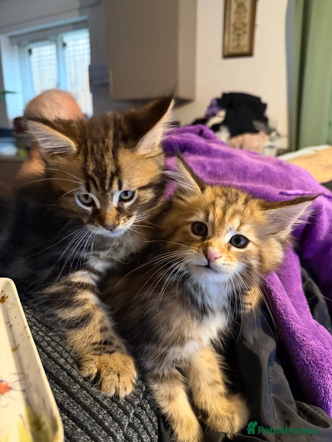 Maine Coon cats for sale: Last Gorgeous Affectionate Maine Coon Cross Kitten - Advert 1