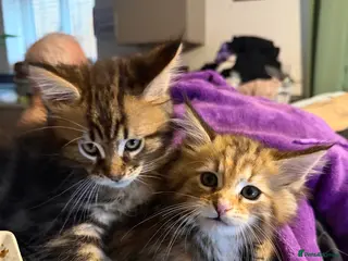 Maine Coon cats 2 Gorgeous Affectionate Maine Coon Kittens Ready! - Advert 6