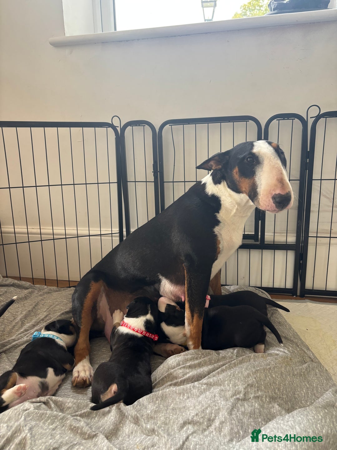 English Bull Terrier dogs for sale: Beautiful English bull terrier  - Image 2
