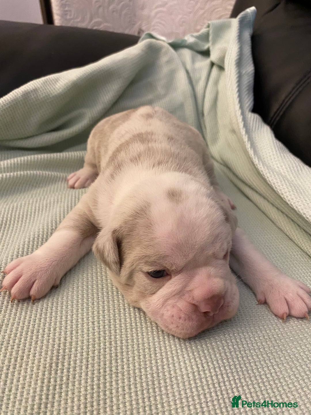 Mixed Breed dogs for sale: Old Tyme bulldogs puppies for sale.  - Image 6