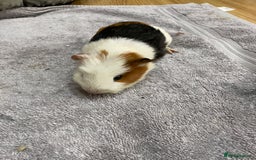 Guinea Pig rodents for sale: 2 Female Guinea Pigs - Image 3