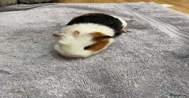 Guinea Pig rodents - Advert 8