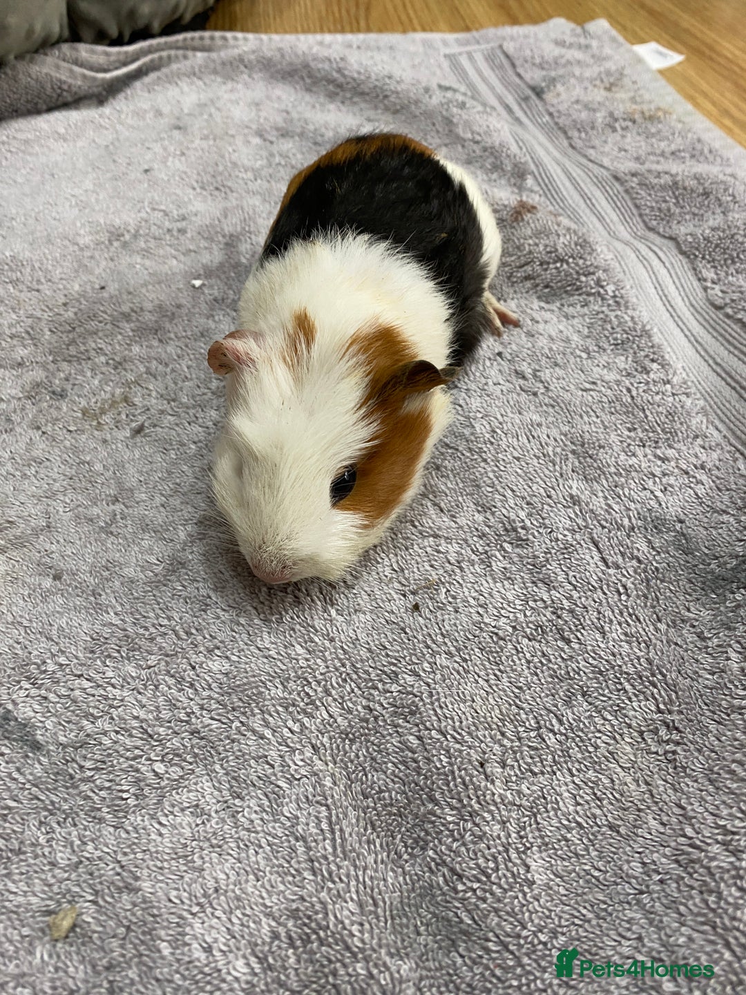 Guinea Pig rodents for sale: 2 Female Guinea Pigs - Image 3