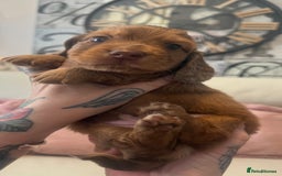 Miniature Dachshund dogs for sale: KC REG Long Hair Miniature Dachshund x 3 Red Boys - Image 5