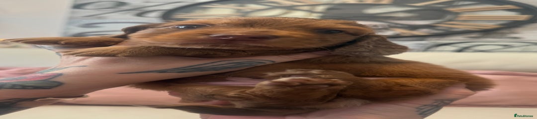 Miniature Dachshund Puppy 3