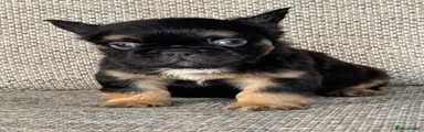 French Bulldog 3