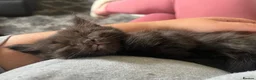 Mixed Breed cats for sale: 1 boy ready for his furever home in Crowborough - Advert 4