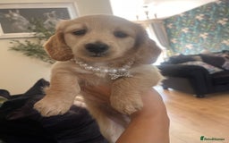 Miniature Dachshund dogs for sale: Kc registered cream proven stud dog  - Image 12