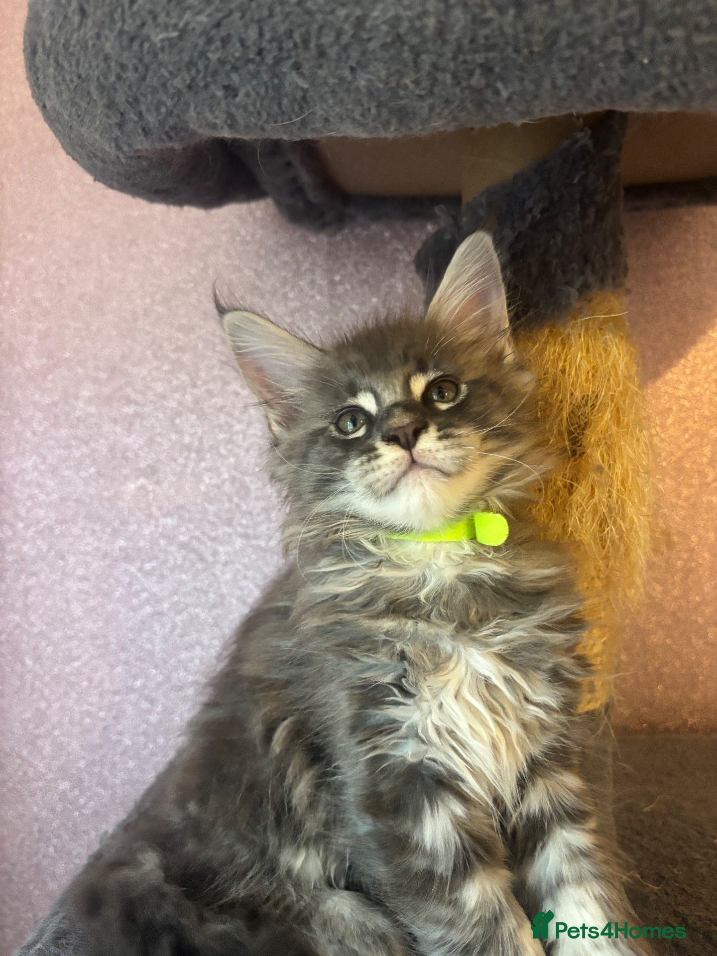 Maine Coon cats 2 Maine Coon kittens left & can do payment plan - Advert 5