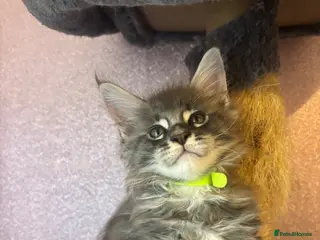 Maine Coon cats 2 Maine Coon kittens left & can do payment plan - Advert 5