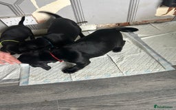 Mixed Breed dogs for sale: Frocker puppies for sale  - Image 18
