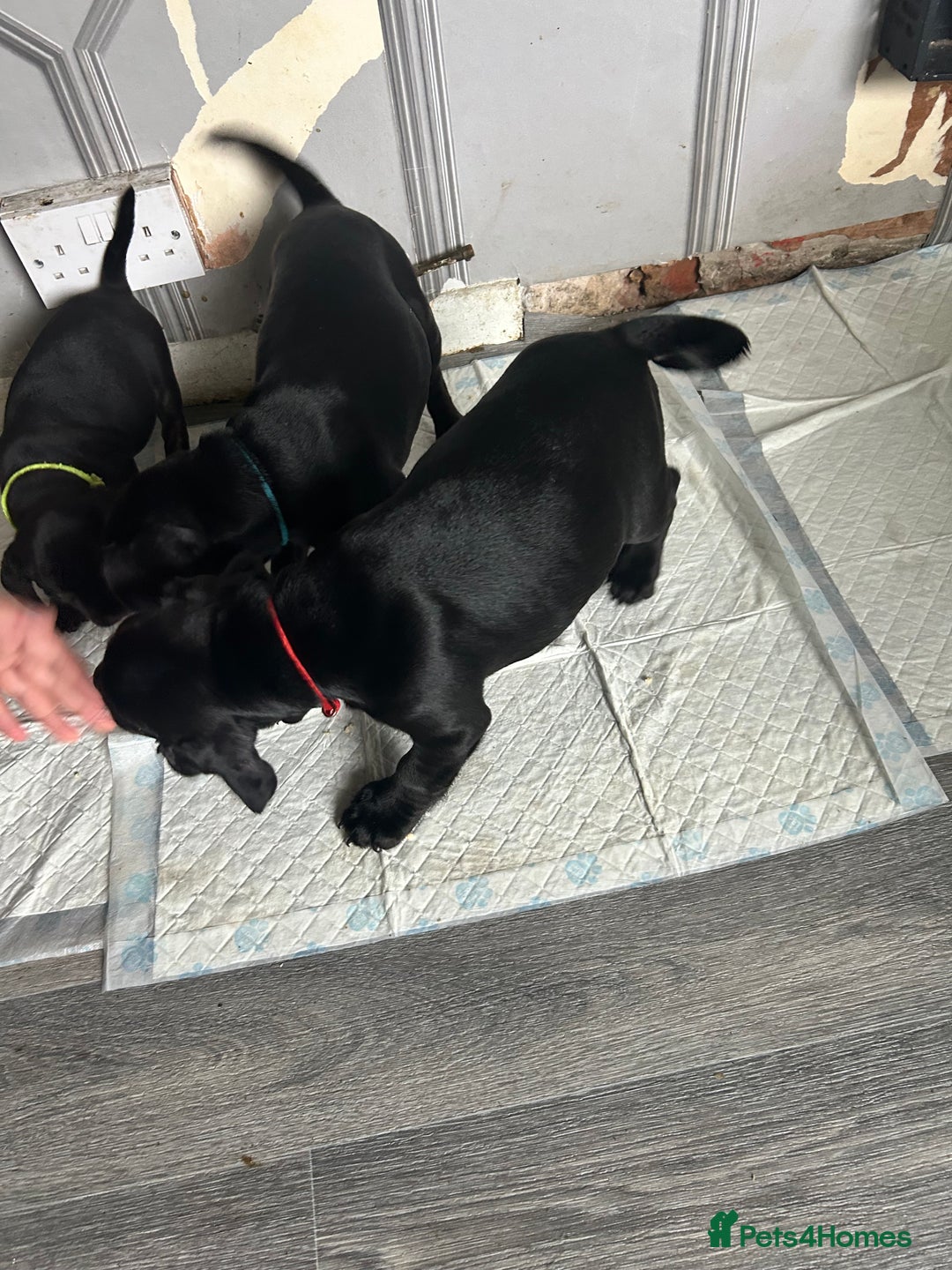 Mixed Breed dogs for sale: Frocker puppies for sale  - Image 18