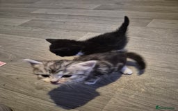 Mixed Breed cats for sale: Adorable kittens looking for loving homes  - Image 1