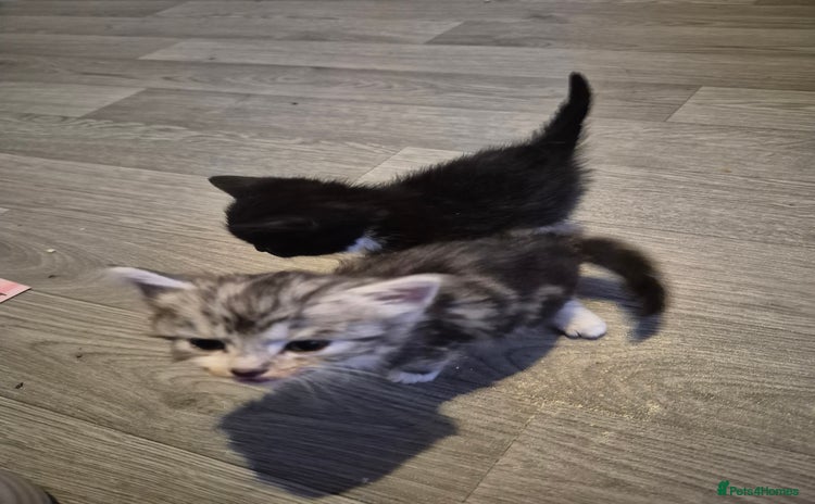 Mixed Breed cats for sale - Advert 1
