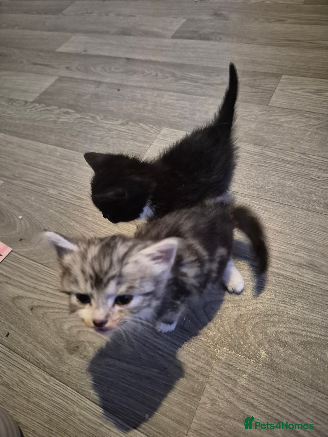 Mixed Breed cats for sale: Adorable kittens looking for loving homes  - Image 1