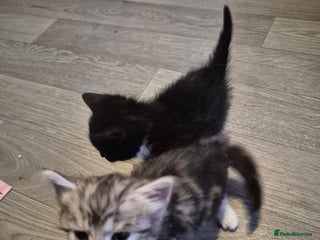 Mixed Breed cats - Advert 23