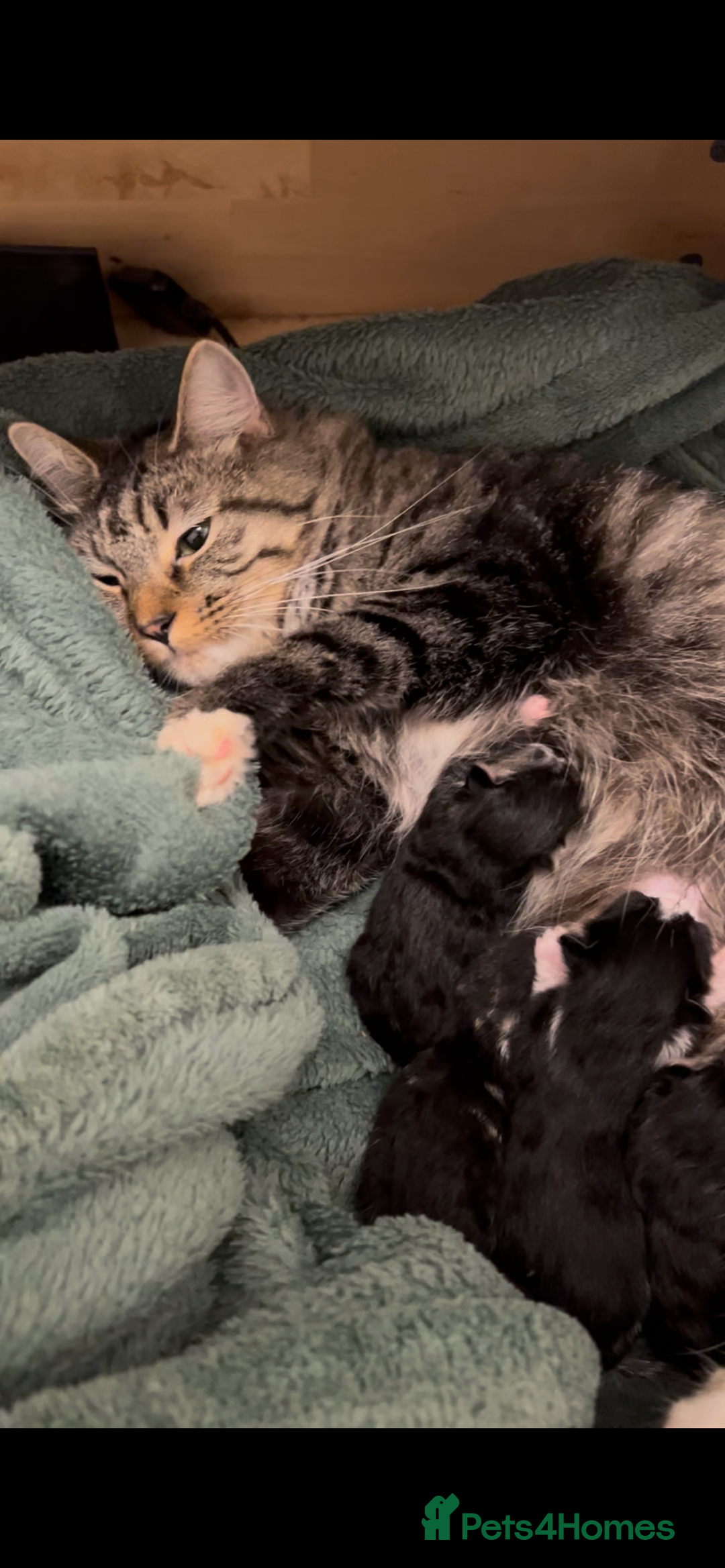 Mixed Breed cats for sale: Cheap Kittens for sale  (Ready to go asap) - Advert 22