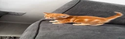 Mixed Breed cats for sale: Lovely Kittens  - Advert 5
