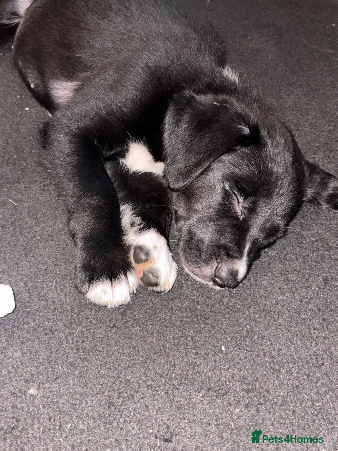 Mixed Breed dogs for sale: 9 week old puppy Moxxi - Advert 1