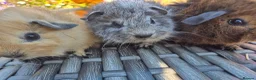 Guinea Pig rodents for sale: Californian Funky Guinea Pigs  - Advert 4