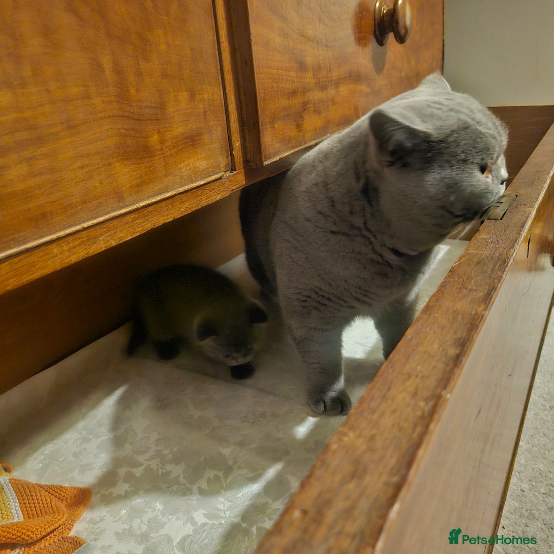 British Shorthair cats for sale: Male 3/4 BSH blue - Advert 2