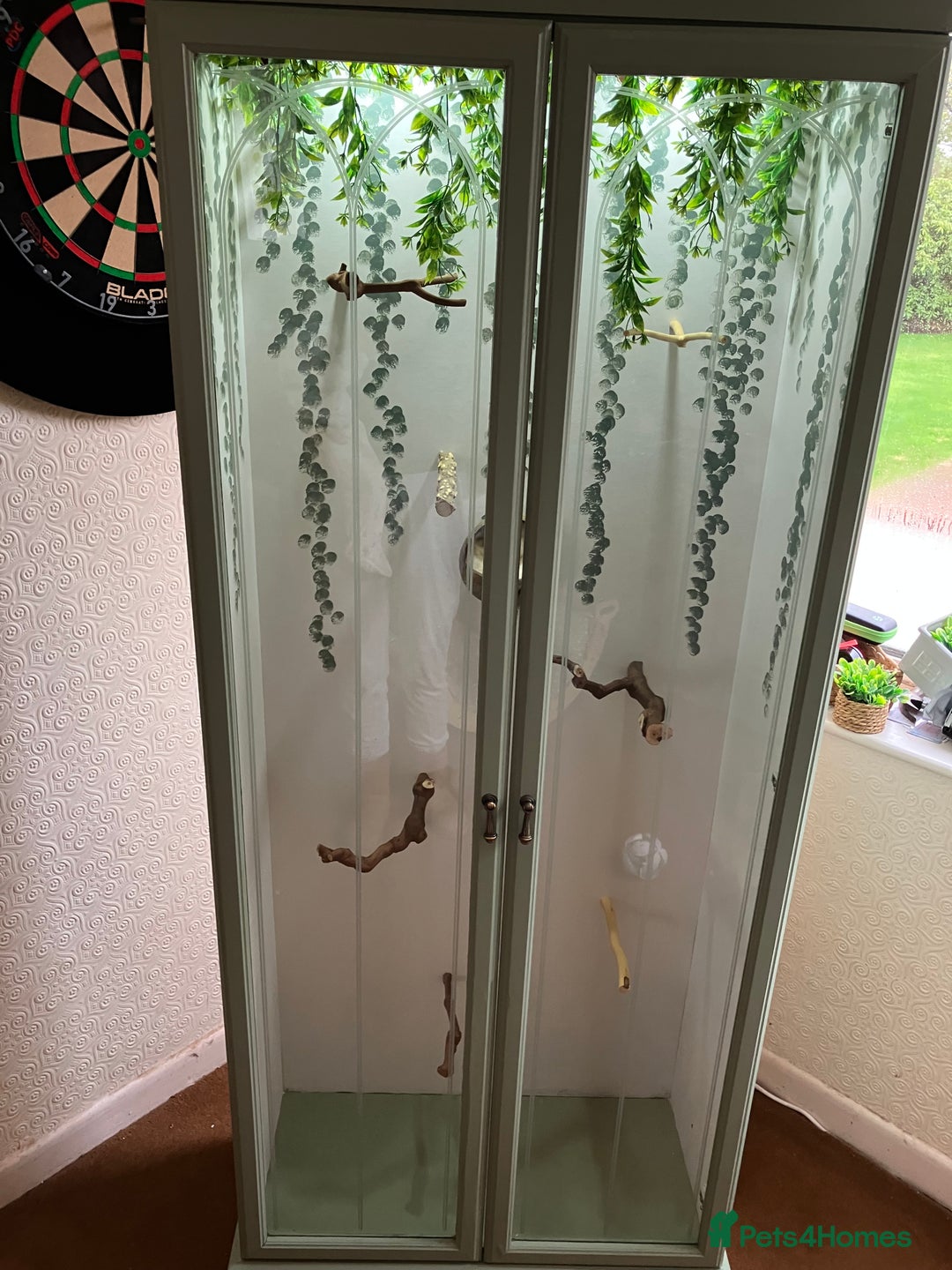 Finches birds for sale: Beautiful Aviary with lights  - Image 2