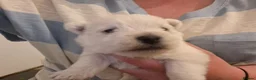 West Highland Terrier dogs for sale: Gorgeous kc reg westie pups - Advert 7