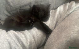 European cats for sale: Fluffy Kittens  - Image 9
