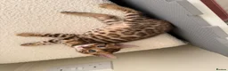 Bengal cats for sale: ✨ Pedigree Rosetted Bengal Kittens - Ready Soon✨ - Advert 19