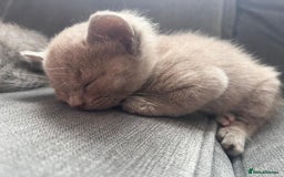 Mixed Breed cats for sale: Beautiful Ragdoll x BSH kittens for sale! - Image 6
