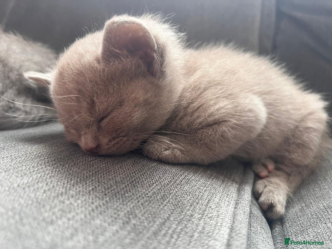Mixed Breed cats for sale: Beautiful Ragdoll x BSH kittens for sale! - Image 6
