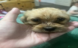 Mixed Breed dogs for sale: Puppies need loving homes - Image 6