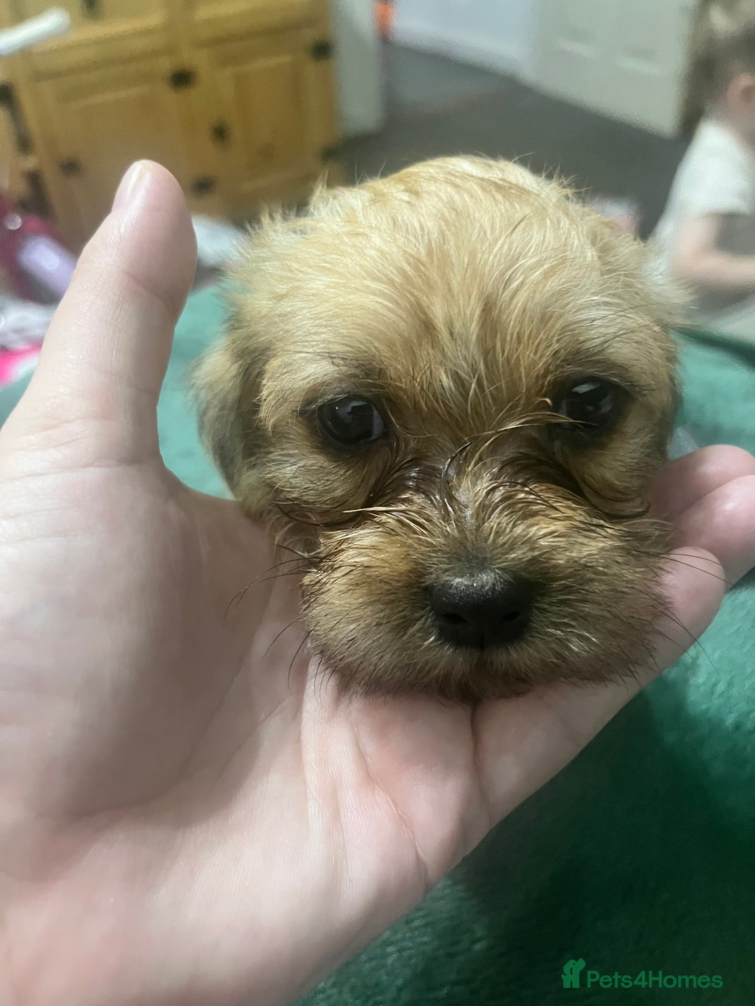 Mixed Breed dogs for sale: Puppies need loving homes - Image 6