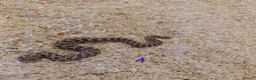 Snake reptiles for sale: CB25 Hognose Snakes, Ready Now, Albino, Conda - Advert 5