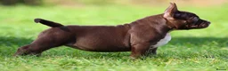 American Bully dogs for sale: READY NOW 9 beautiful ABKC pocket bullies - Advert 10